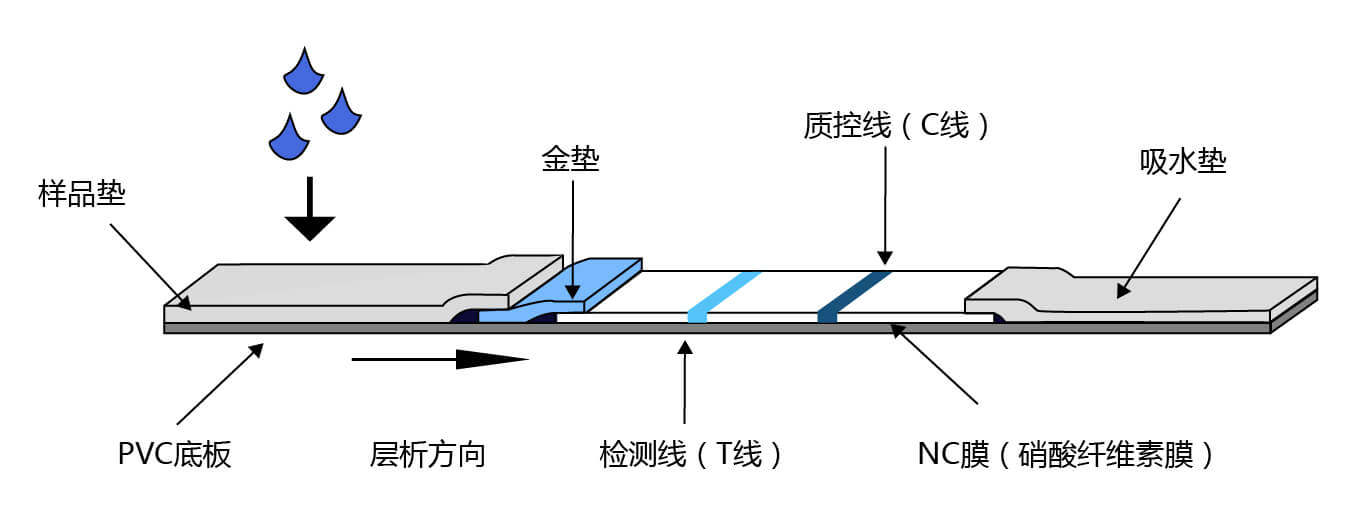 膠體金檢測平臺