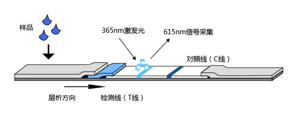 免疫熒光檢測平臺