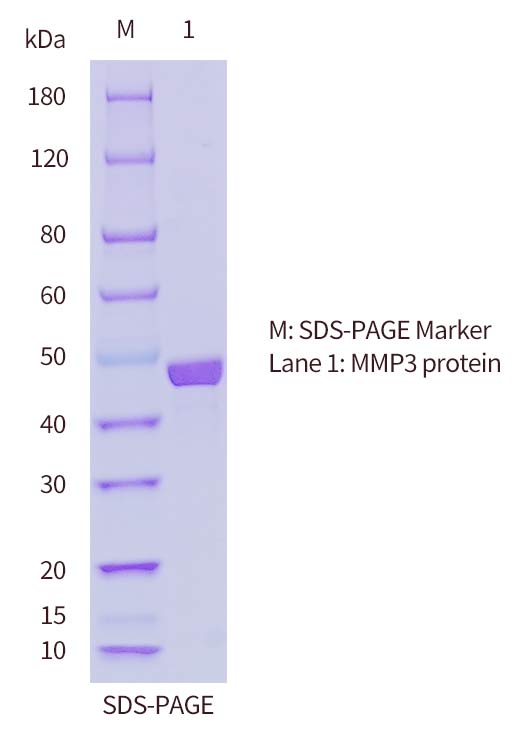 SDS-PAGE