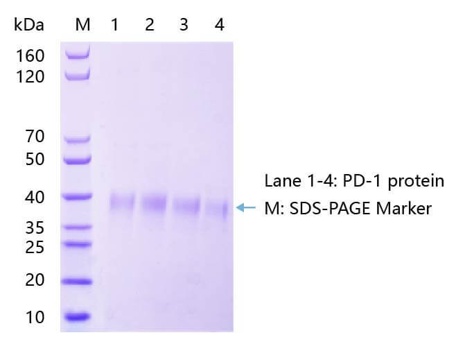 PD-1蛋白SDS-PAGE結果